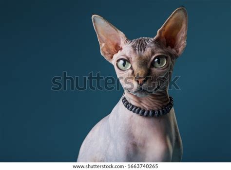 cat nude|15,547 Naked Cat Images, Stock Photos, and Vectors